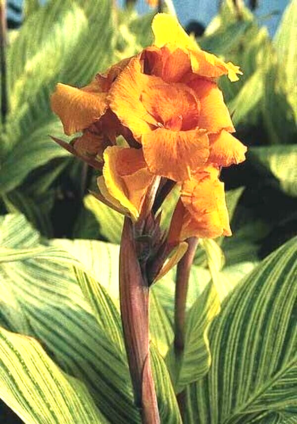 Canna Lily PRETORIA ORANGE VARIEGATED BENGAL TIGER 1 Live Flower Plant Bulb