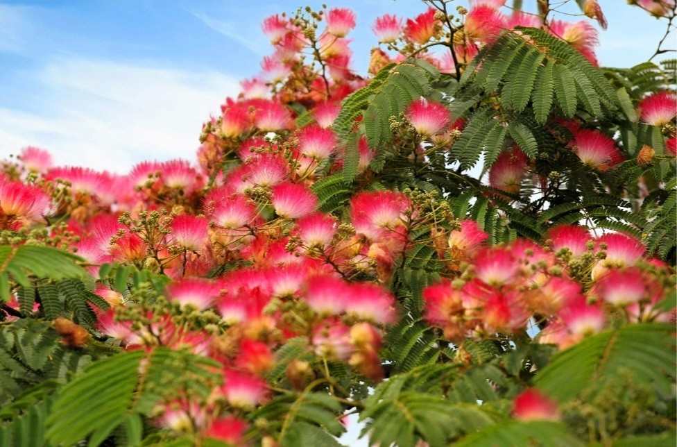 100 Mimosa Silk Tree Seeds Albizia Julibrissin Persian Silk Tree Red Blooms