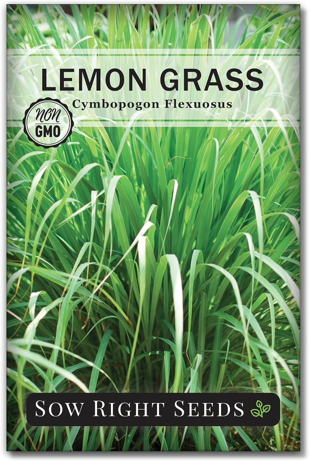 Sow Right Seeds – Lemon Grass Seeds for Planting – Non-GMO Heirloom – East India