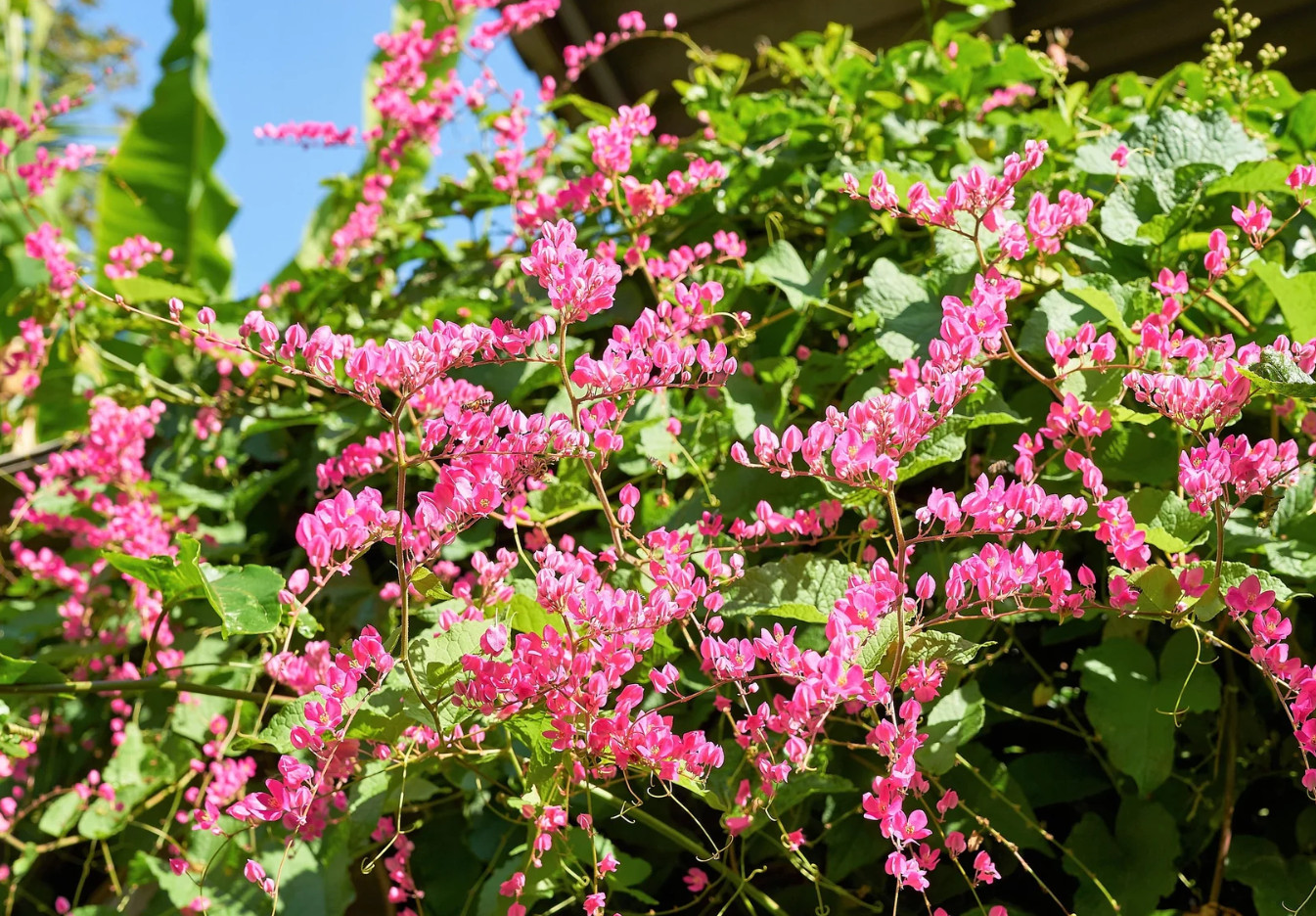 Set 2 Mexican Creeper Live Plants – 4-6″ Tall – Flowering Vine for Trellises