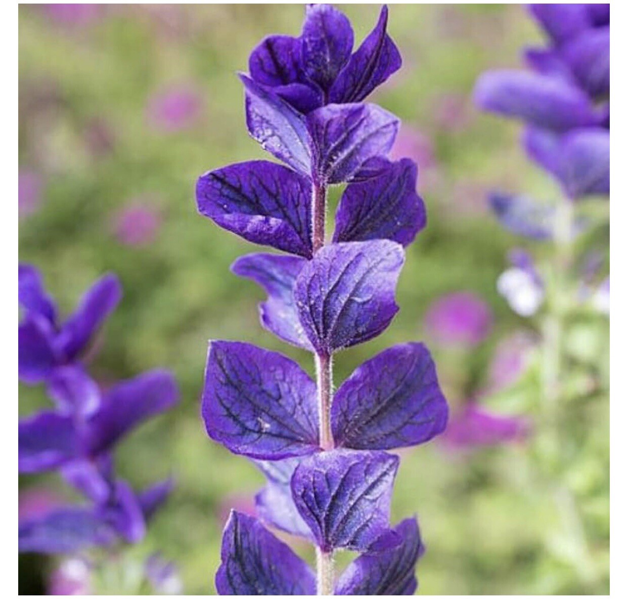 50 BLUE Monday CLARY SAGE Salvia Viridis Horminum Herb Flower Seeds