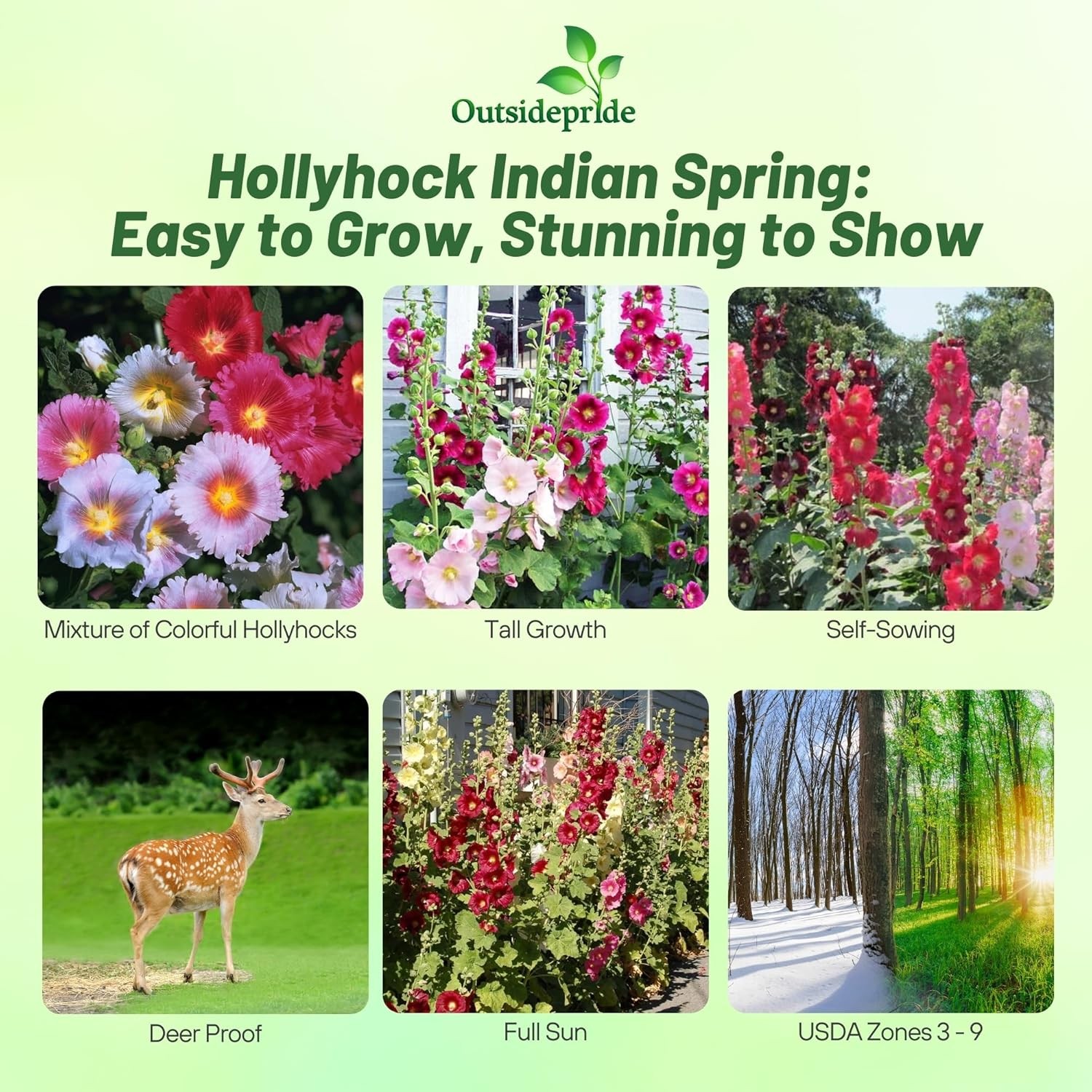 1000 Seeds Hollyhock Seeds – Hollyhock Alcea Rosea Indian Spring Flower Seed