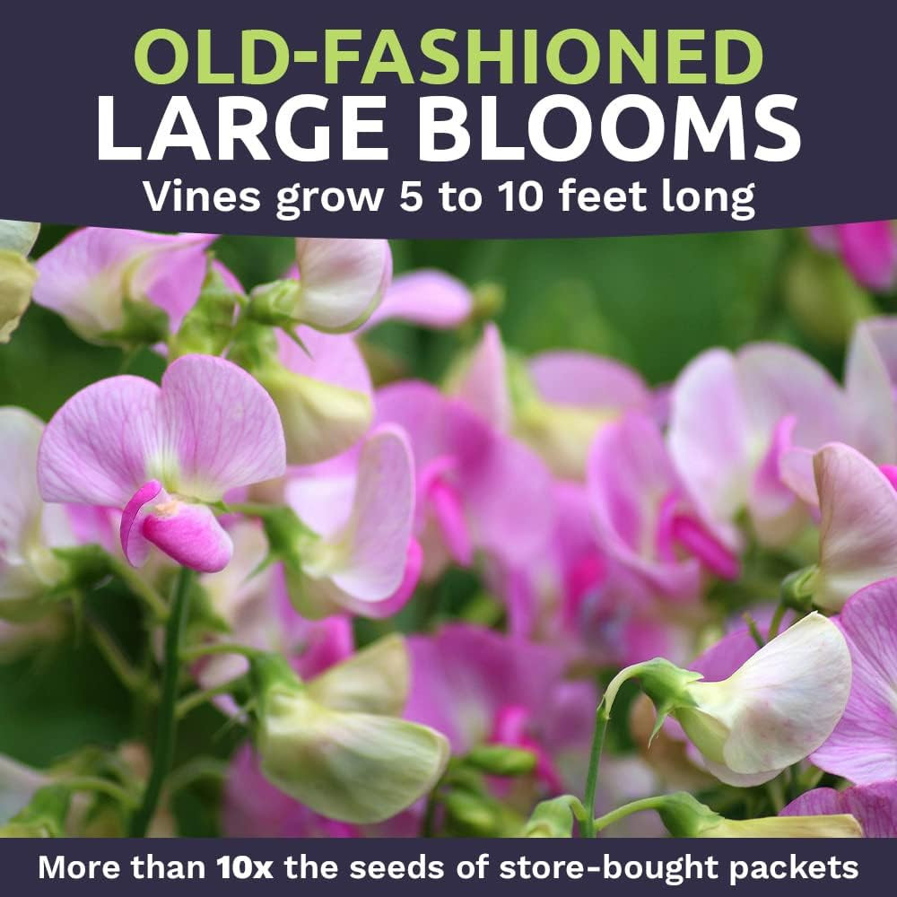 Sweet Pea Seeds Heirloom Mix – Bulk 1 Ounce Packet – over 350 Seeds – Large Frag