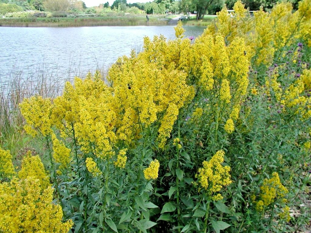 101+SHOWY GOLDENROD Seeds Perennial Native Wildflower Pollinators Autumn Flowers