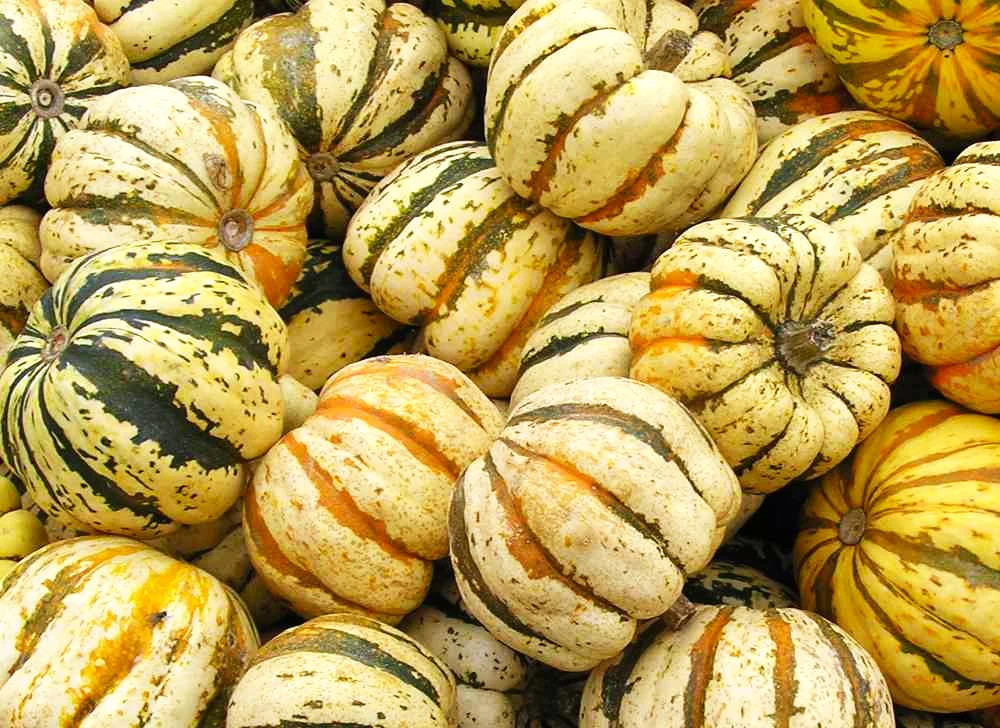 Carnival Squash Seeds – For 2025 Planting Festival Celebration Delicata Acorn