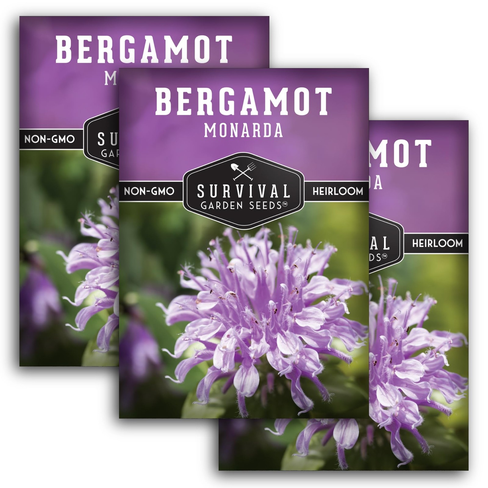 Wild Bergamot Seeds – Perennial Medicinal Herb for Pollinator Gardens (3 Packs)