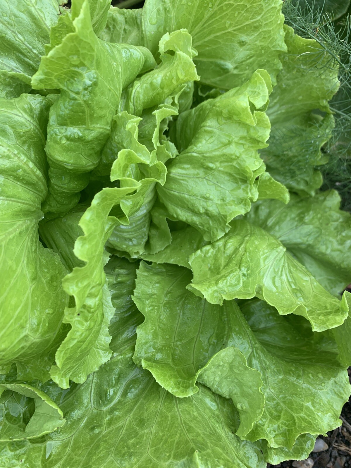 1000 Pc Best Lettuce Seeds, Butterhead, Bibb, NON-GMO, Heirloom, FREE SHIPPING