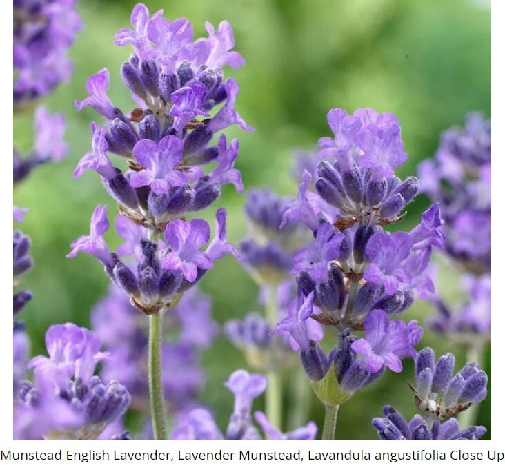 LAVENDER, MUNSTEAD Perennial Container Garden Medicinal Dried Non-GMO 200 Seeds!