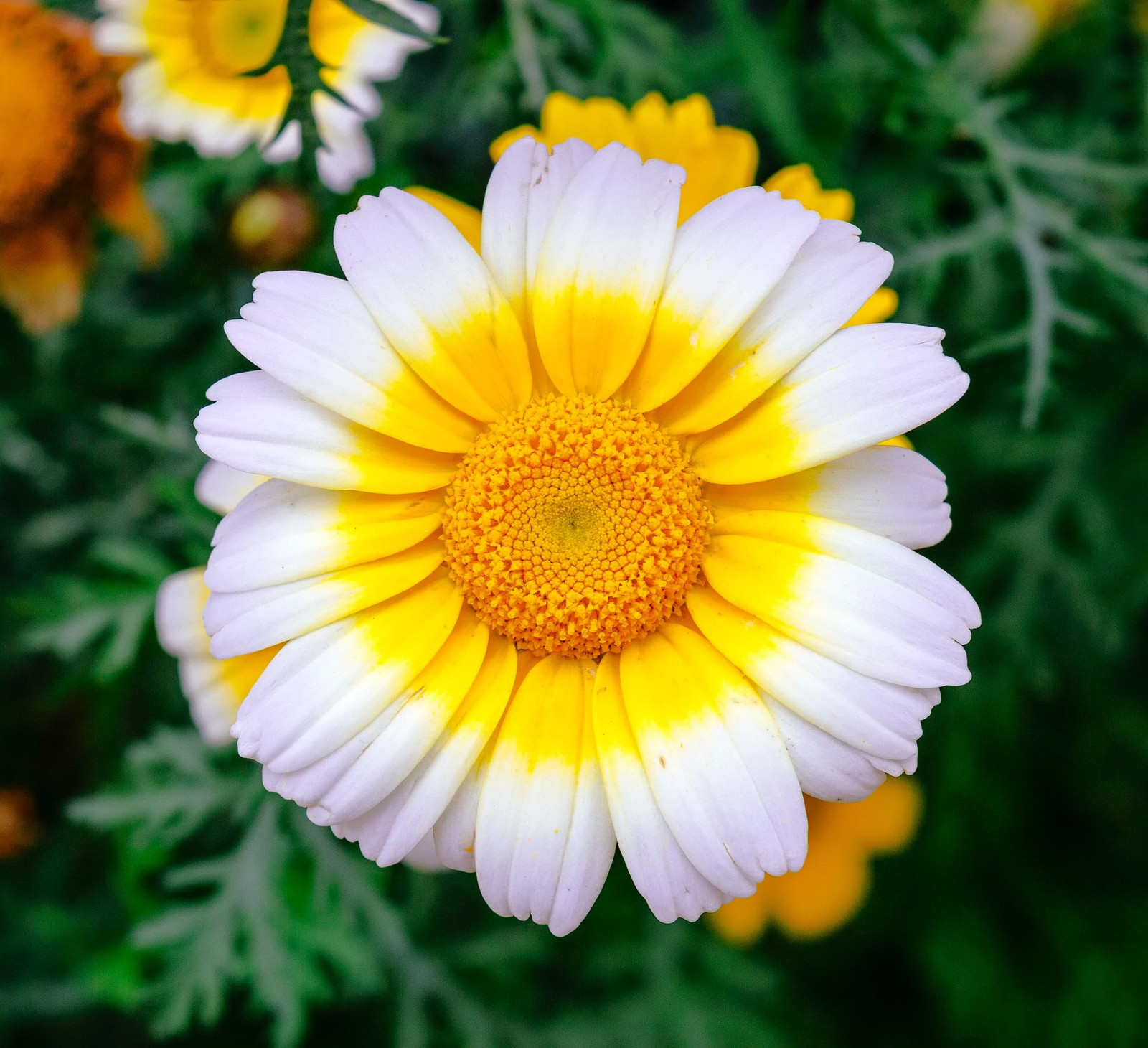Garland Mix Daisy Flower Seeds | Yellow Chrysanthemum Edible Flower Seed 2024