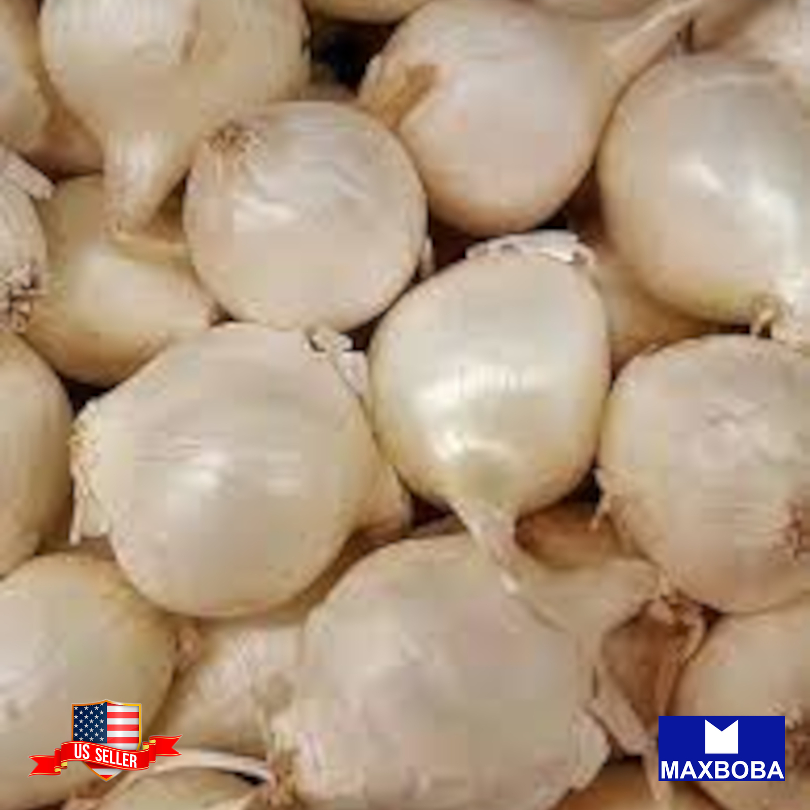 Onion Seeds Short Barletta Non-GMO Heirloom