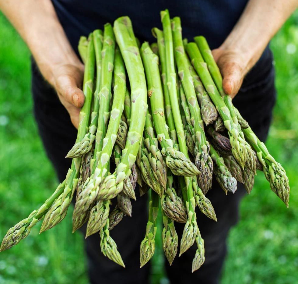 100+ ASPARAGUS SEEDS – MARY WASHINGTON- Non GMO – Heirloom – Organic — FRESH