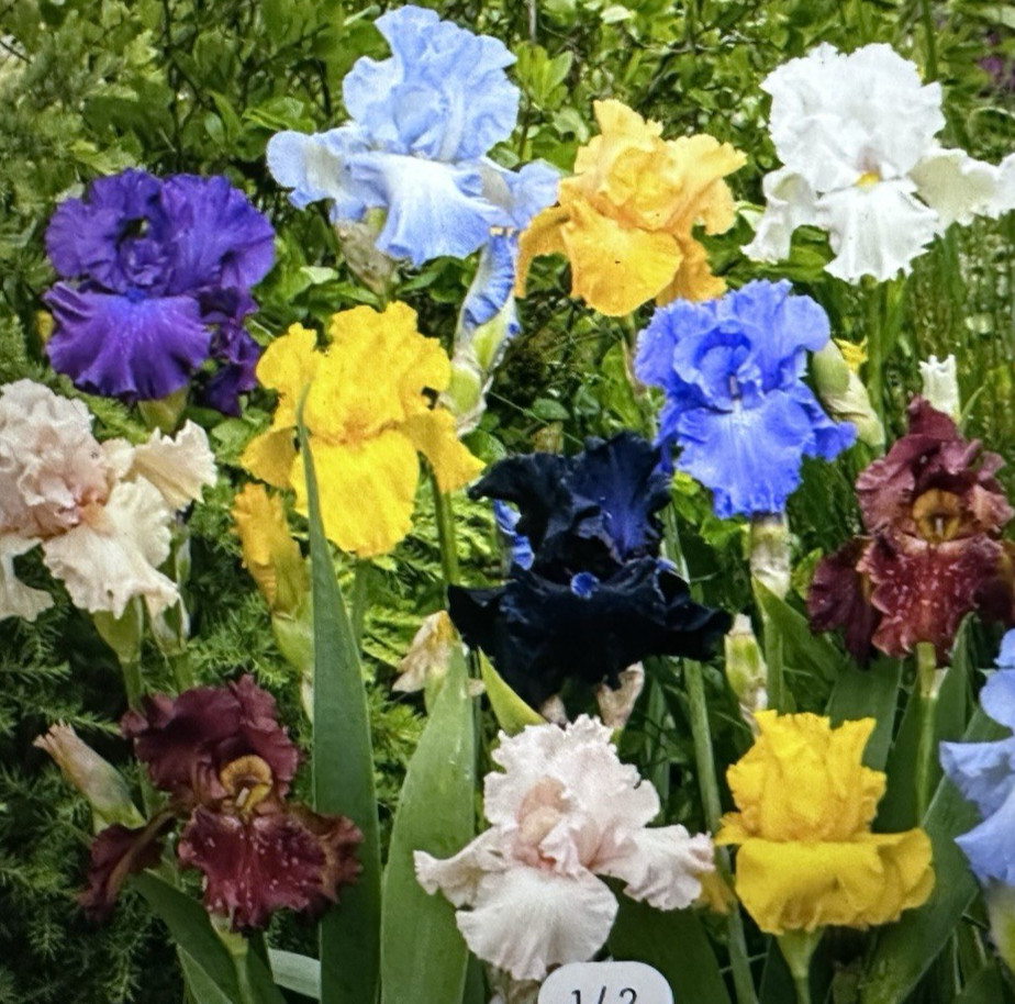 5+ex) Mixed Color, Bearded Irises (I’m picking Blind ) Rhizomes Washed & Trimmed