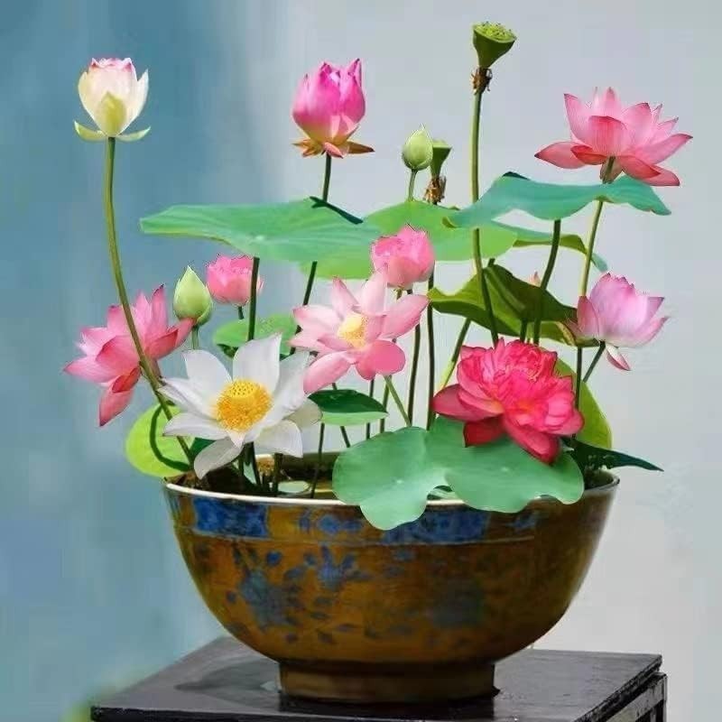 10pcs Mixed Lotus Seeds – Vibrant Pink, Red & Green for Indoor/Outdoor Gardens