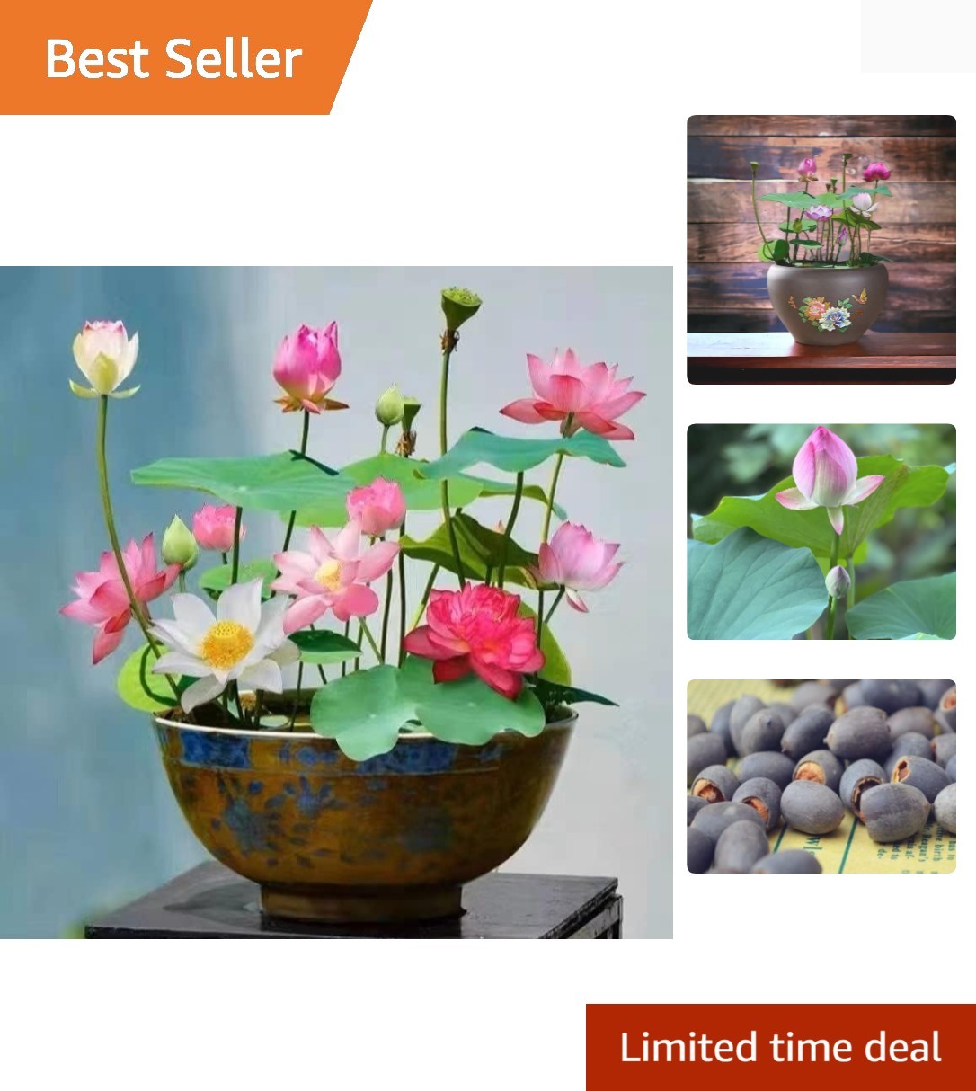 10pcs Mixed Pink, Red & Green Color Bowl Lotus Seeds for Planting Beautiful W…