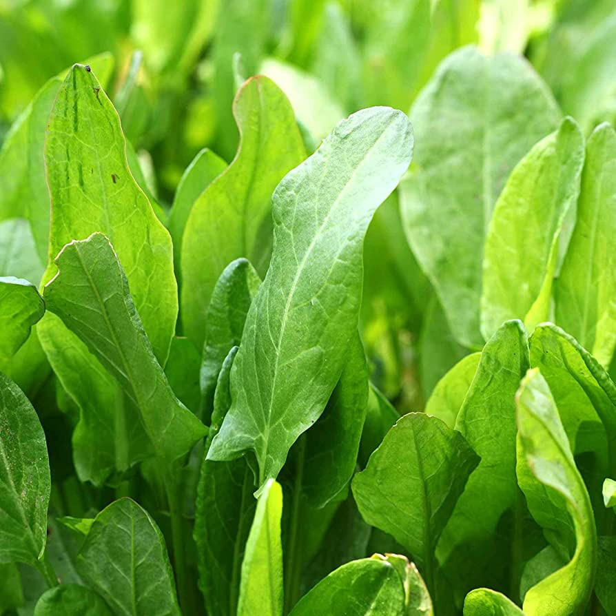 500 Organic Sorrel Seeds Large Leaf Heirloom – Non-GMO – Always Fresh Seeds!