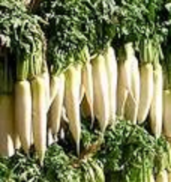 1 LBS TROPHY DAIKON FORAGE RADISH SEED FOR DEER FOOD PLOT BRASSICA DEER LOVE IT