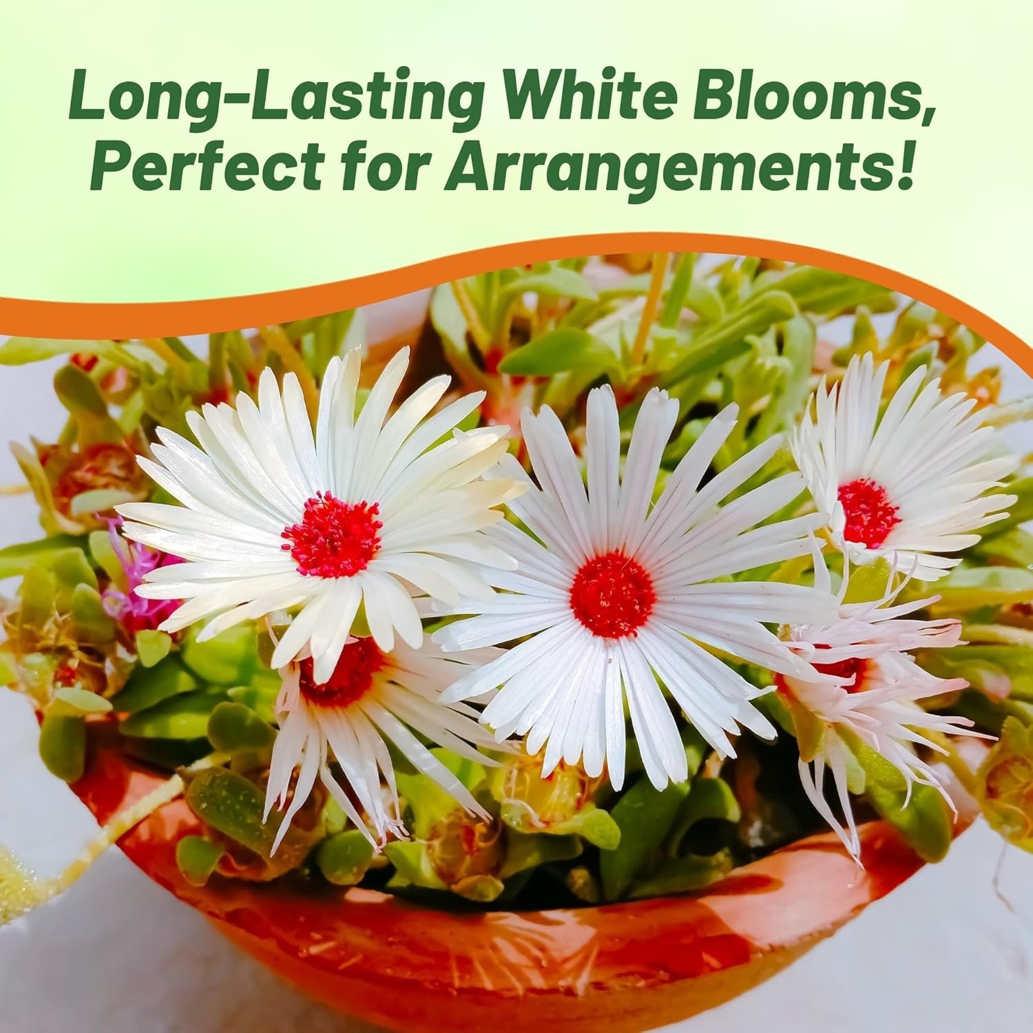 5000 Seeds Ice Plant Drought Tolerant White Livingstone Daisy Ground Cover