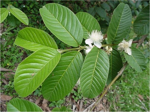 Psidium Guajava 1800 Seeds, Fragrant Common Apple Guava Fruit Tree Shrub Bonsai