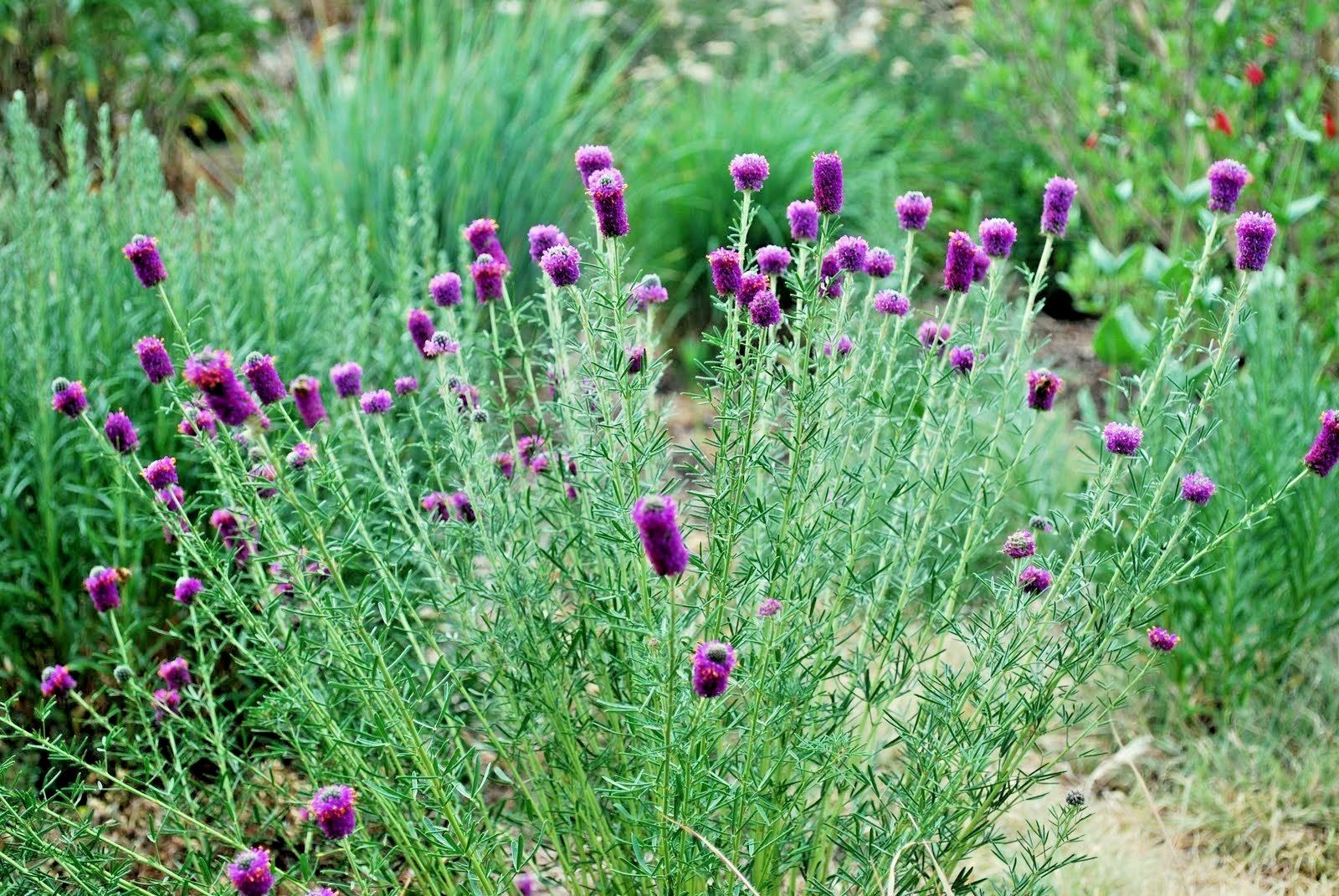 500+PURPLE PRAIRIE CLOVER Seeds Wildflower Nitrogen Fixing Drought Heat Cold