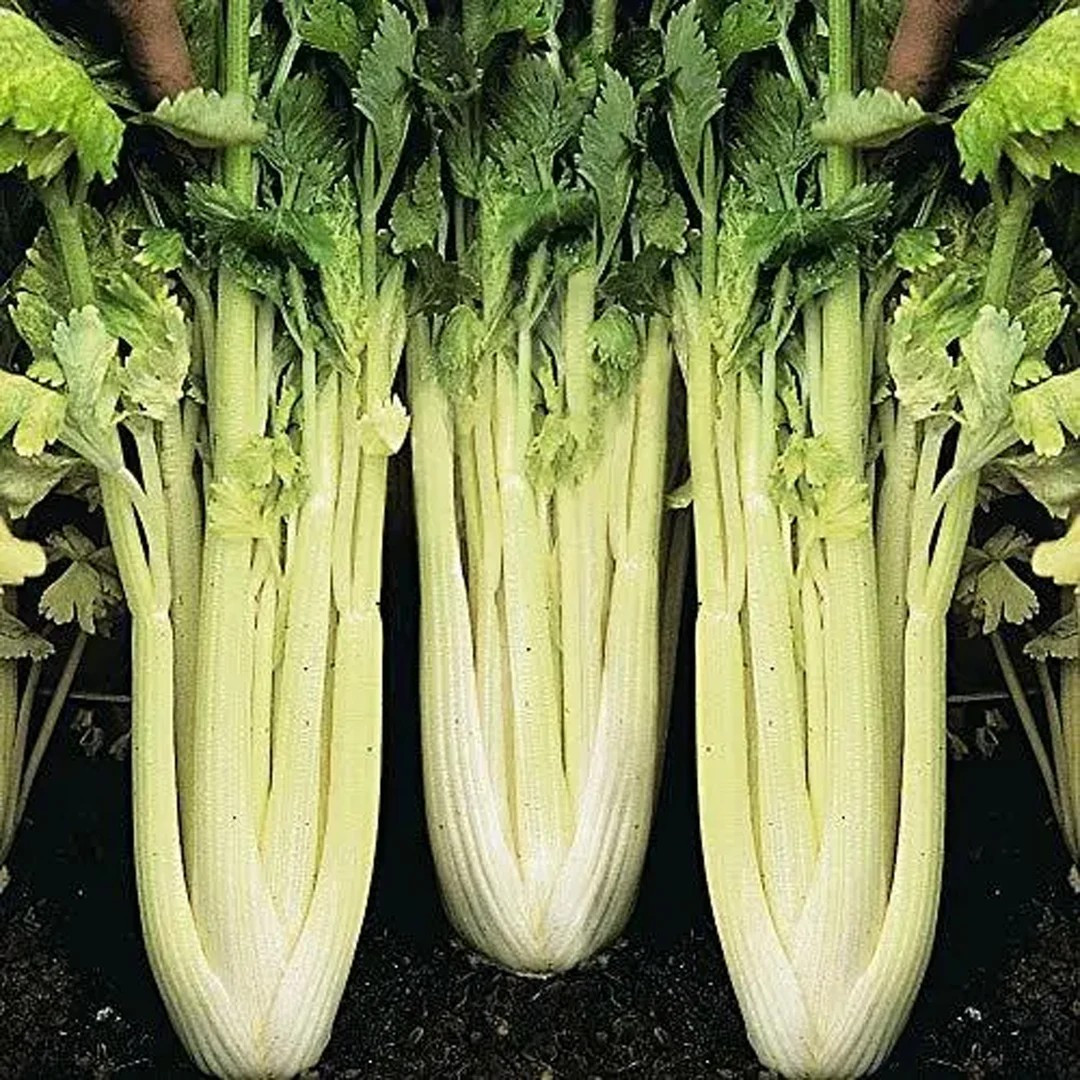 1500+ Golden Pascal Celery Seeds — Stringless — French Heirloom — Organic