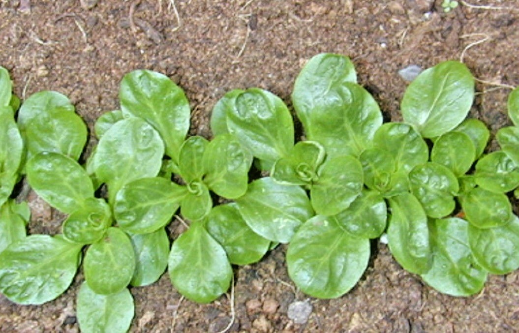 600+Dutch CORN SALAD Seeds Organic Lambs Lettuce Mache Garden Patio Container