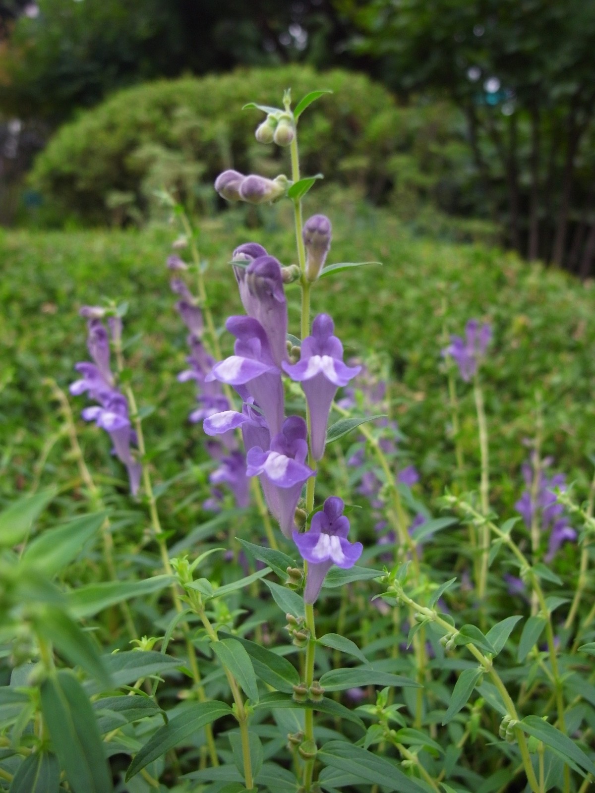 Scutellaria baicalensis seeds – Chinese Skullcap – Baikal Skullcap