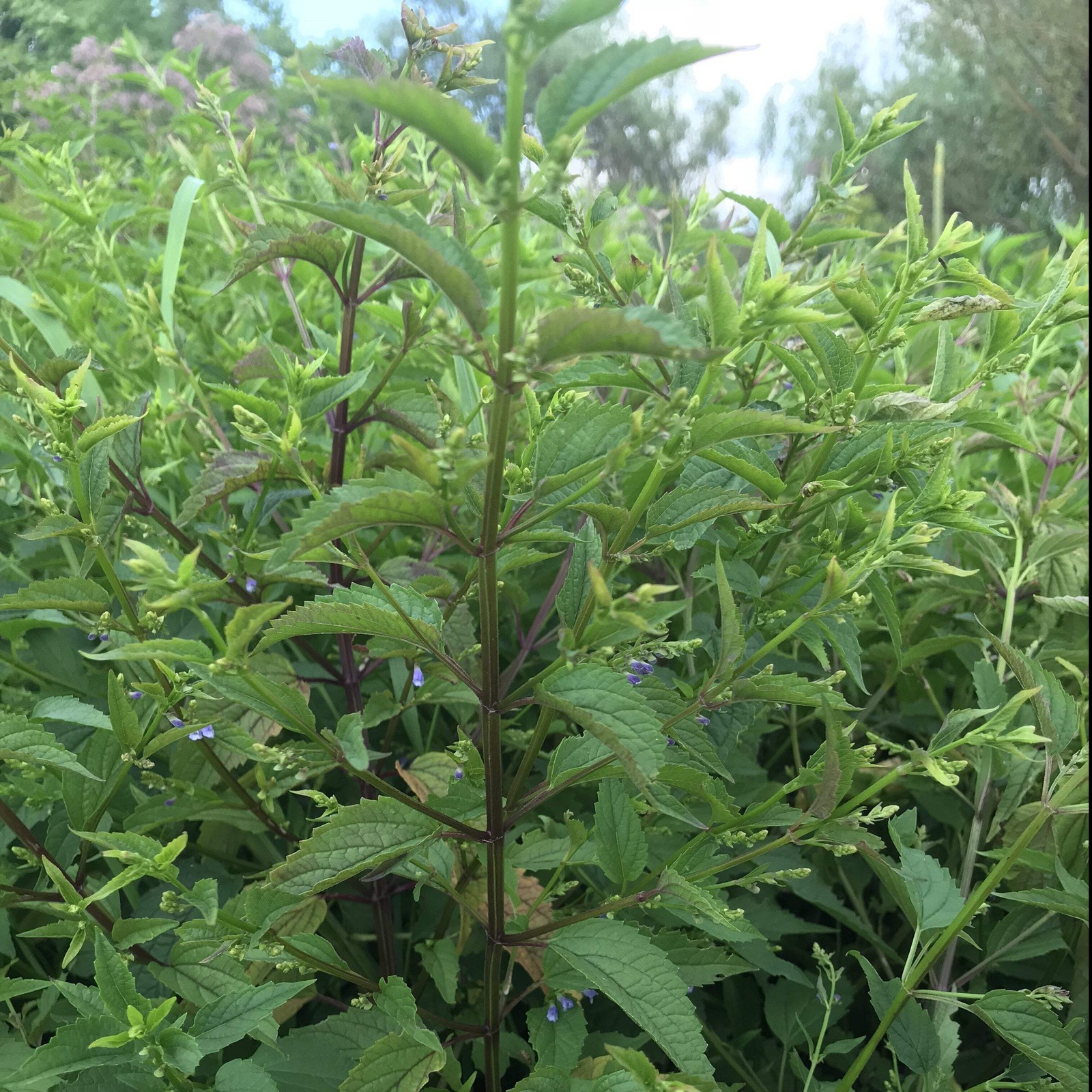 Skullcap (Mad Dog) Seeds (Scutellaria lateriflora) ~Traditional Herb Garden