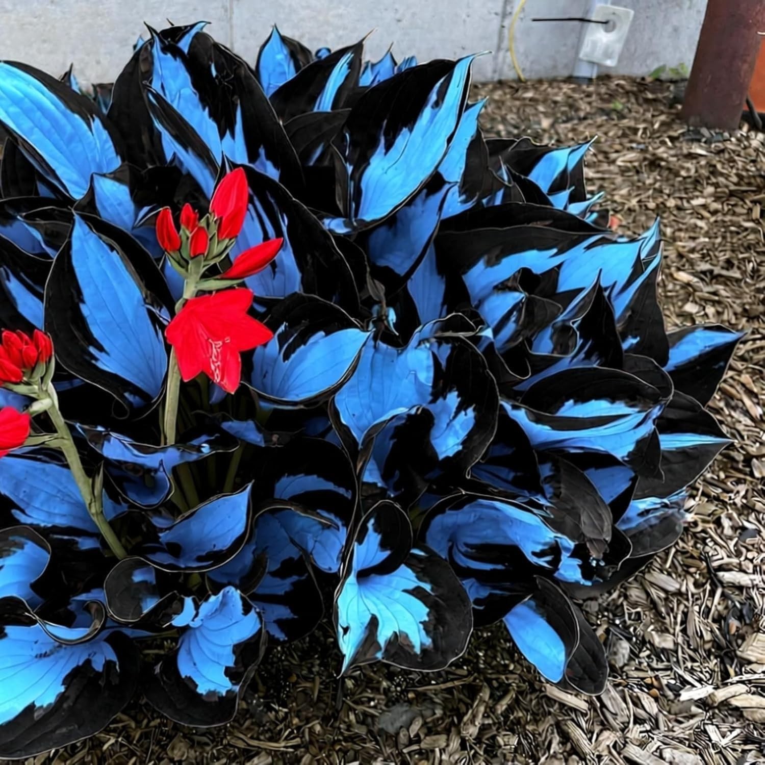211+ Hosta Seeds – Rare Perennial Shade Plants for Garden, Long Blooming Foliage