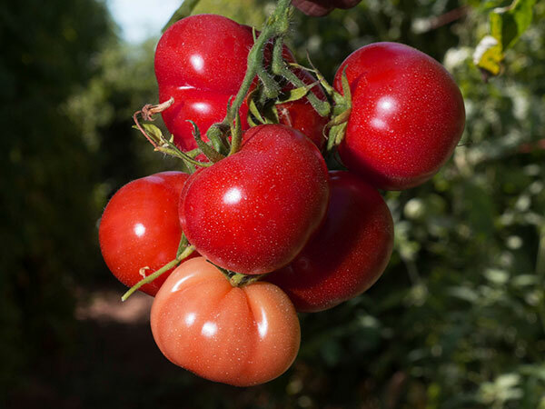 Tomato Seeds: Rutgers Tomato Seeds Fresh Seed