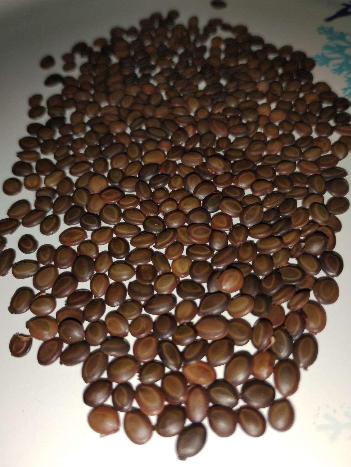 🌱100 Formosan Koa Seeds (Acacia confusa) – Beautiful Tropical Yellow Flowers!🌱