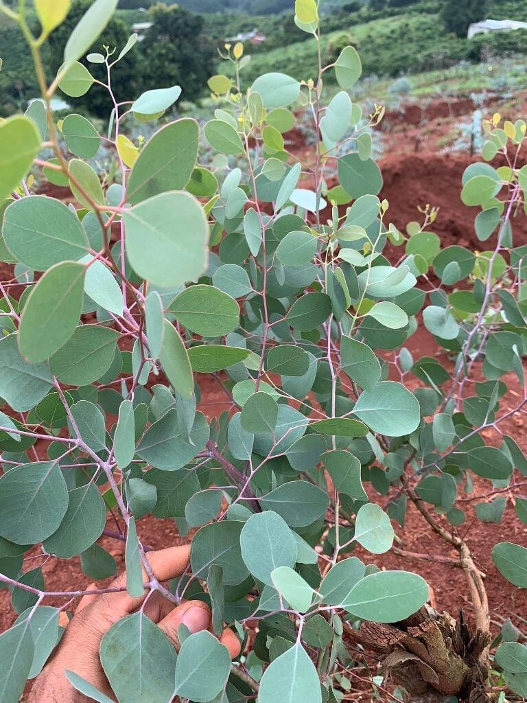 Eucalyptus Polyanthemos ‘ Red box ‘ Seeds, Fragrant Cut Foliage BULK SEED 1000pc