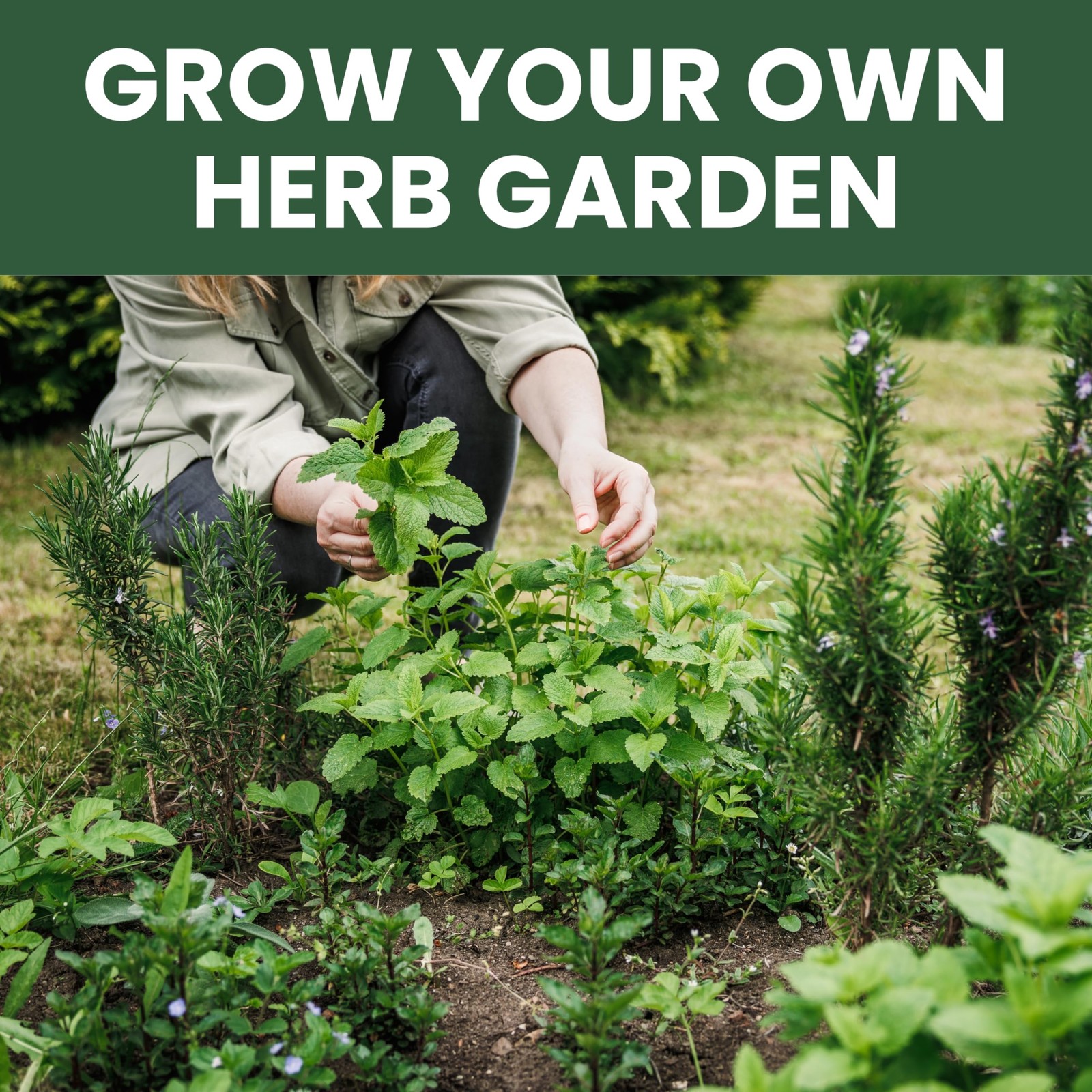 Herb Seeds 10 NonGMO Packs for Indoor & Outdoor Planting Mint, Basil, Thyme