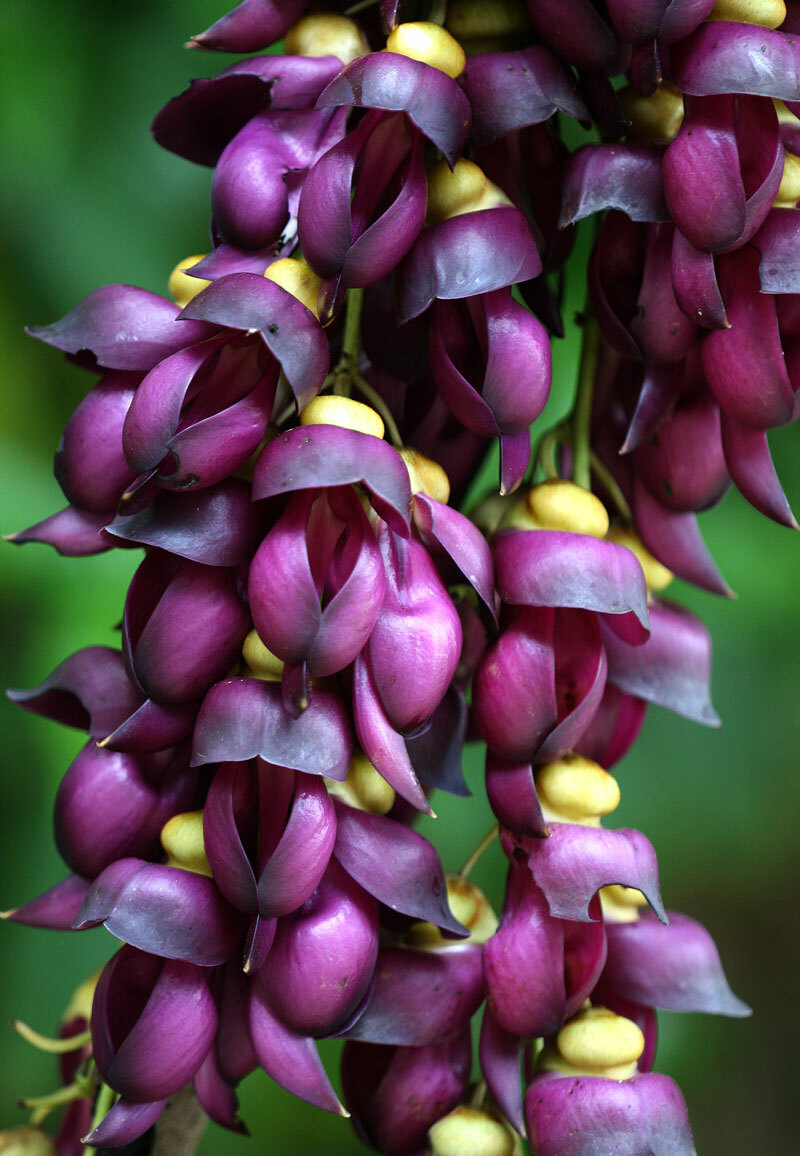Mucuna Sempervirens Rare Vine 1 seed, Ornamental Creeper Sea Bean