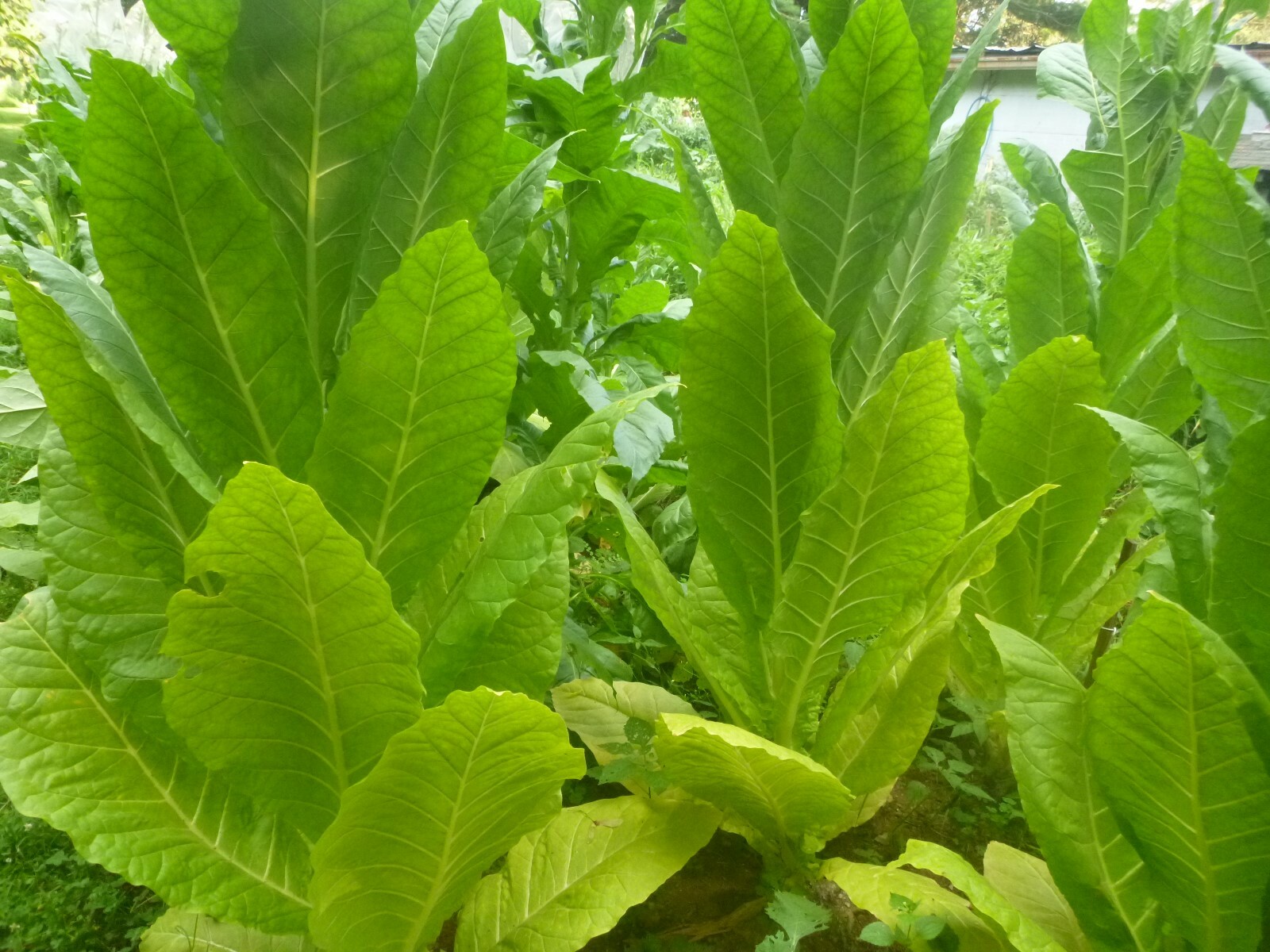 1000 Burley Tobacco Seeds ~ Nicotiana Tabacum ~ HEAVY Producing Burley!