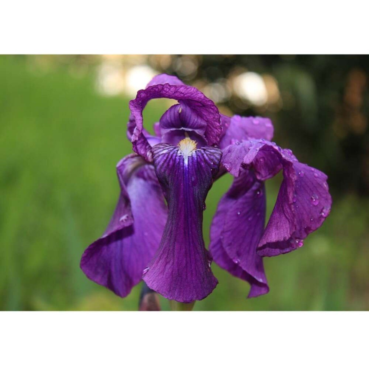 500+ Purple Blue Iris Seeds New Crop Violet Iris Flowers Seeds