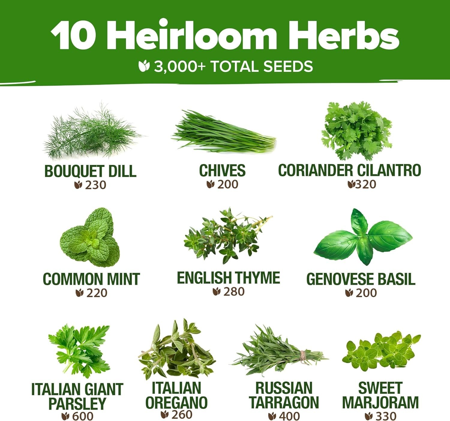 10 Herb Seed Variety Pack – 3,000+ Non-GMO Heirloom Seeds for Culinary Delights