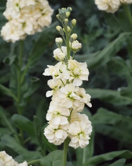 35 Yellow Stock seeds