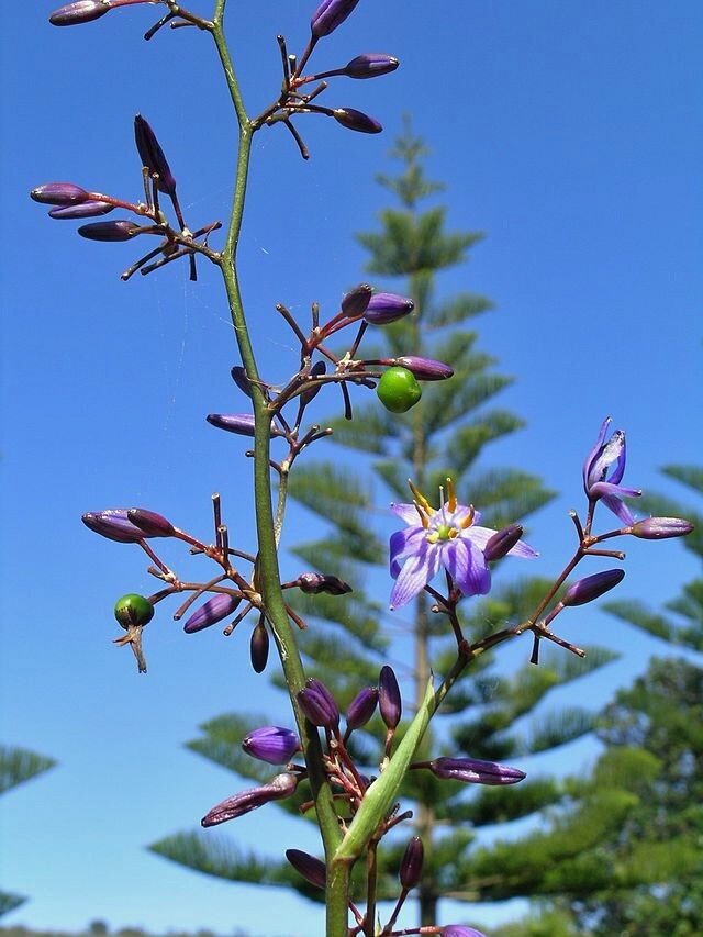 Dianella caerulea | Blue Flax Lily | 10 Seeds