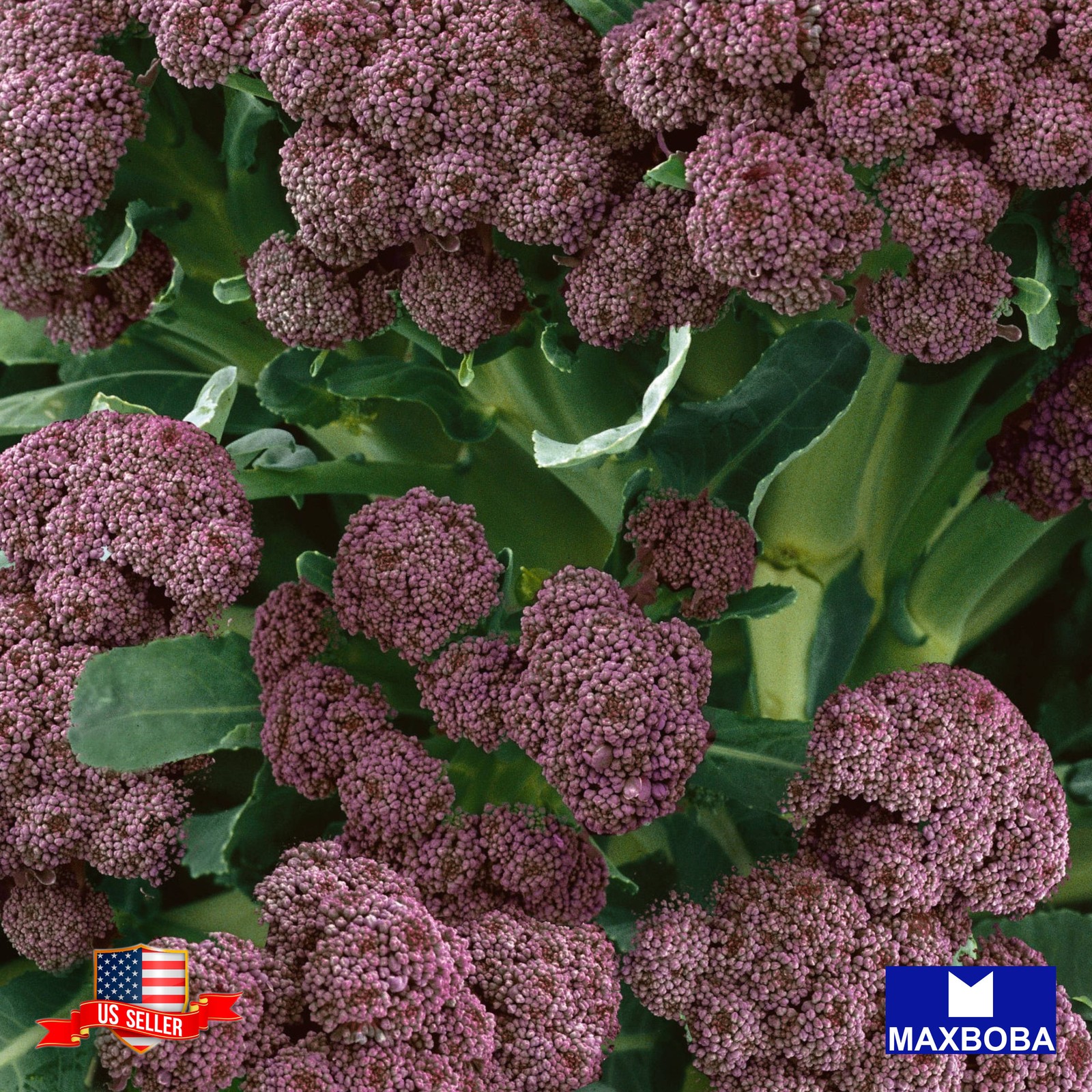 175+ Early Purple Sprouting Broccoli Seeds Non-GMO Heirloom BTGO 75% OFF