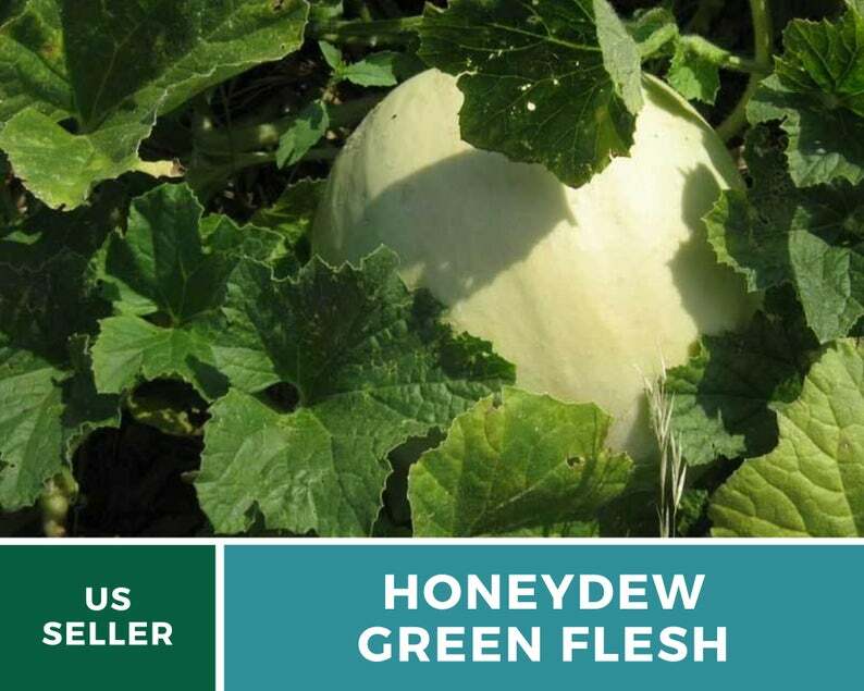 Melon, Green Flesh Honeydew – 20 Seeds – Heirloom – Open Pollinated – Non GMO