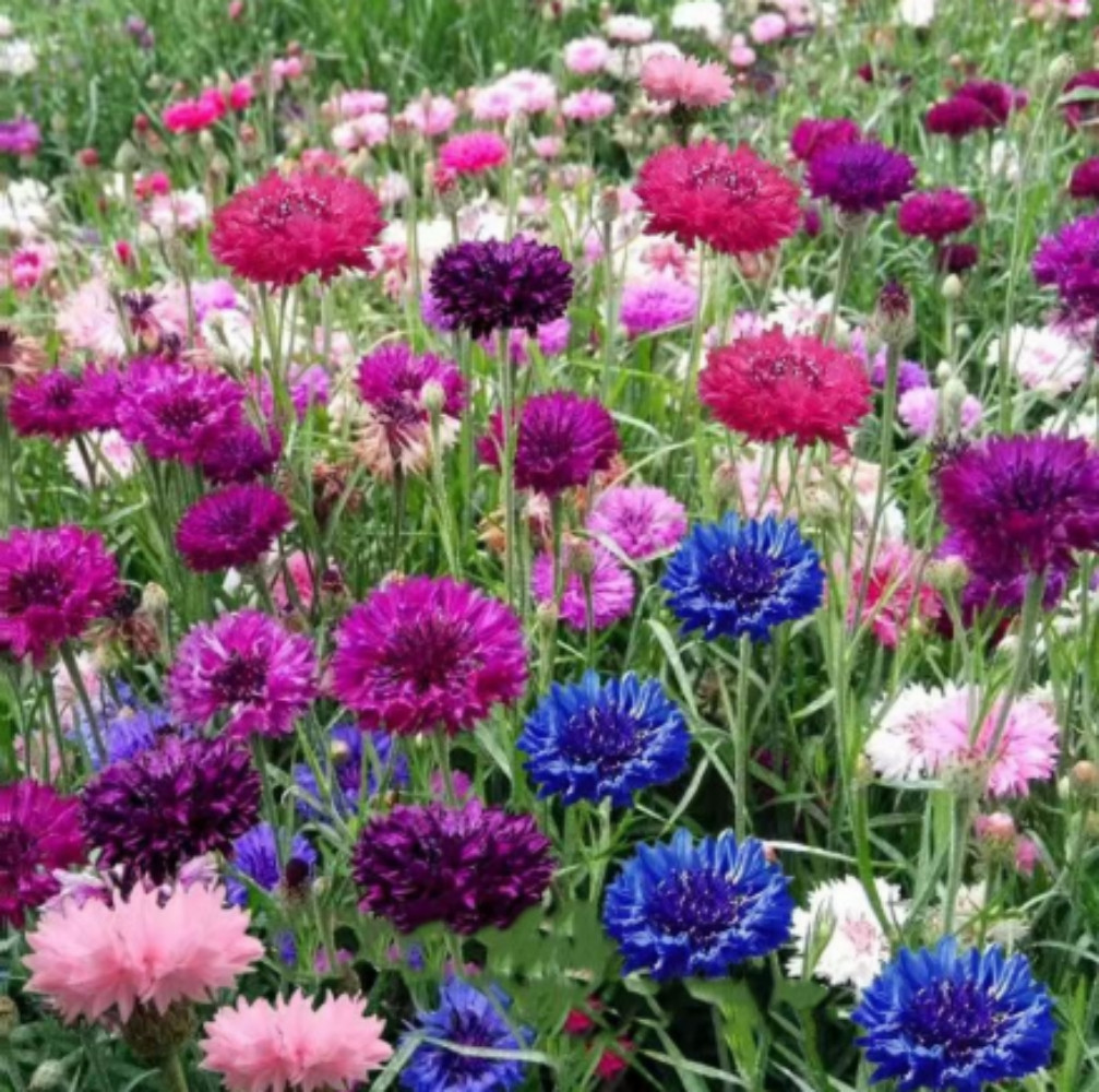 Bachelor Button Cornflower Mixed Seeds | NON-GMO | Heirloom | Fresh Garden Seeds