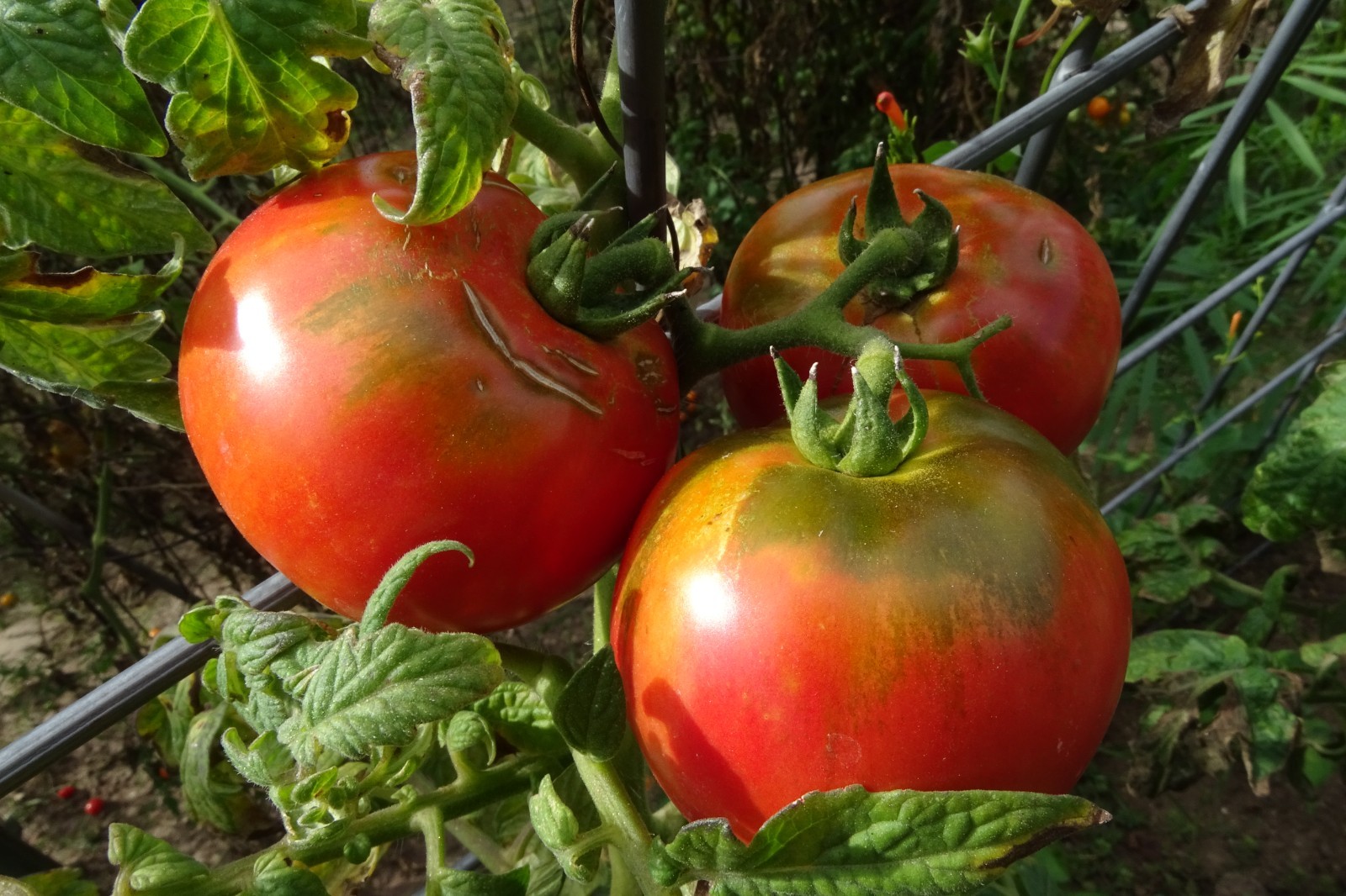 Bogema – early compact variety with fantastic flavor and production