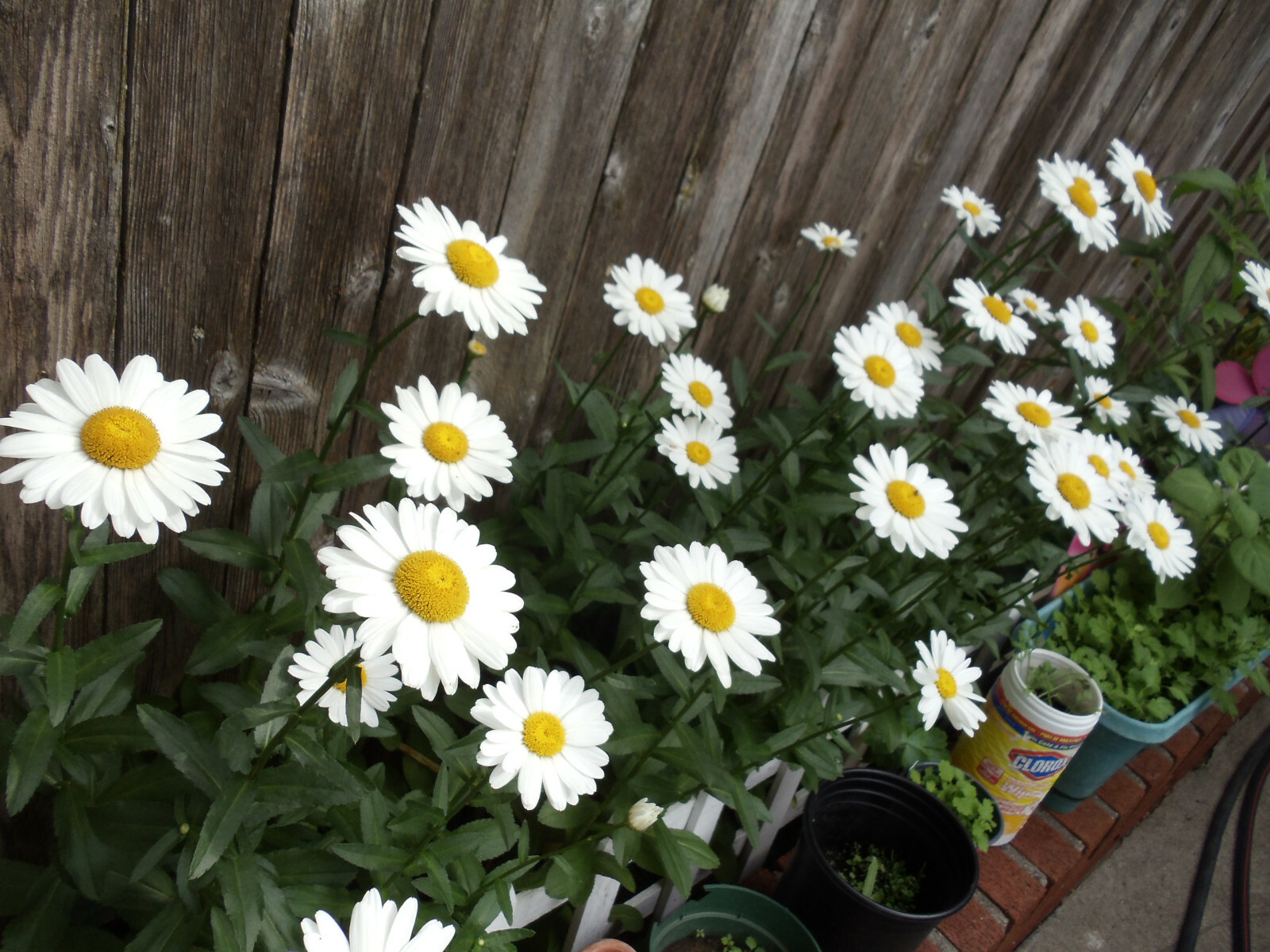 255+ Alaska Shasta Daisy Seeds North Eastern Cold Hardy Heirloom Variety Non-GMO