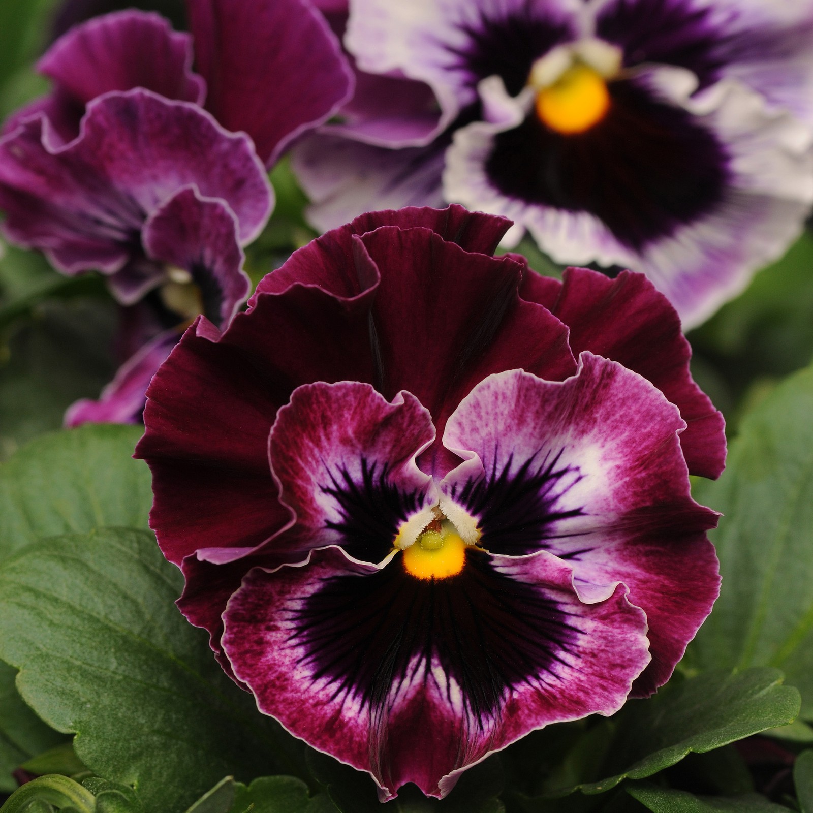 50 Seeds Pansy Flower Seeds – Pansy Frizzle Sizzle Rasberry