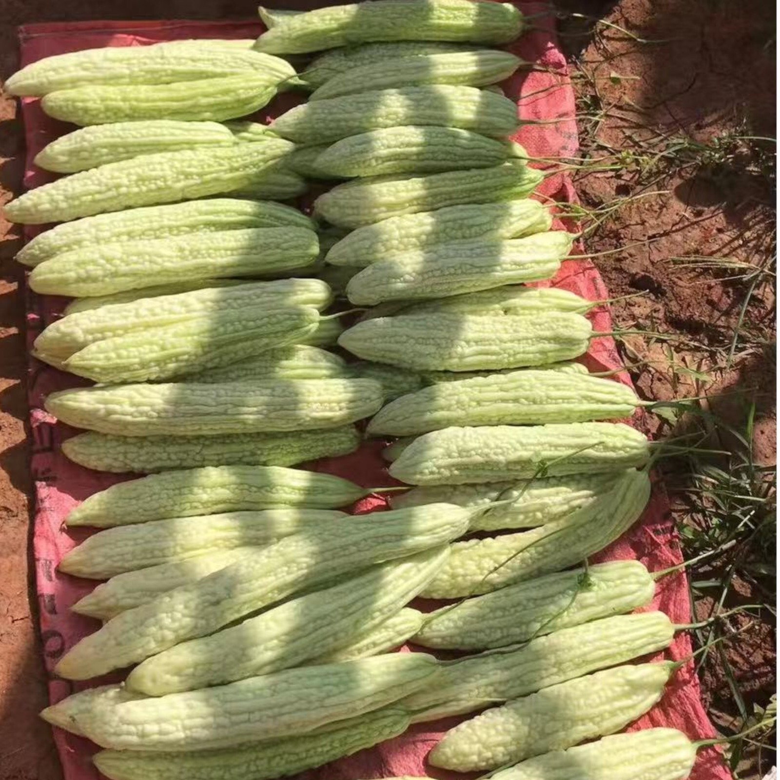 15pcs White Pearl Bitter Gourd Seeds – Heirloom Balsam Pear Melon Variety
