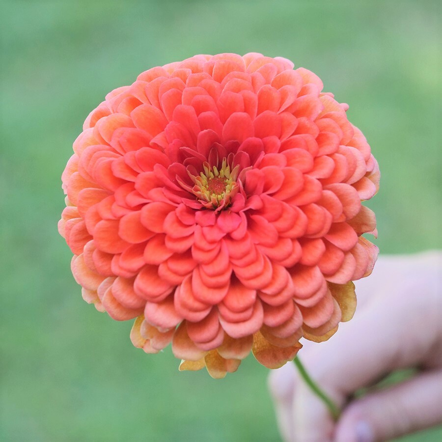 Coral Beauty Zinnia Seeds | Pollinator Giant Salmon Rose Pink Flower Seed 2024