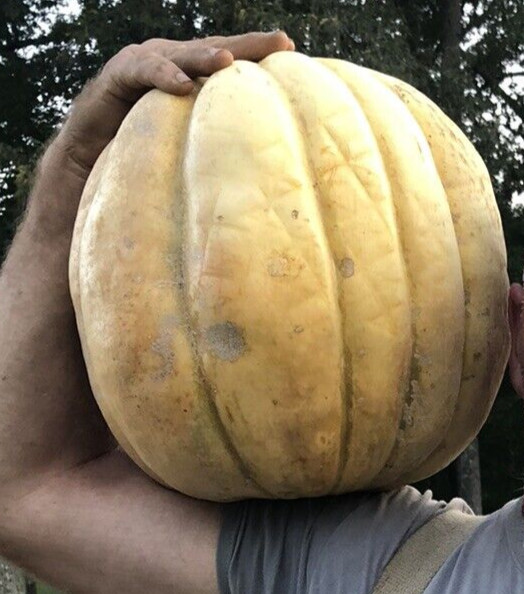 10 Giant Cantaloupe seeds, Home Grown in the USA, Non GMO, S&H with Tracking #