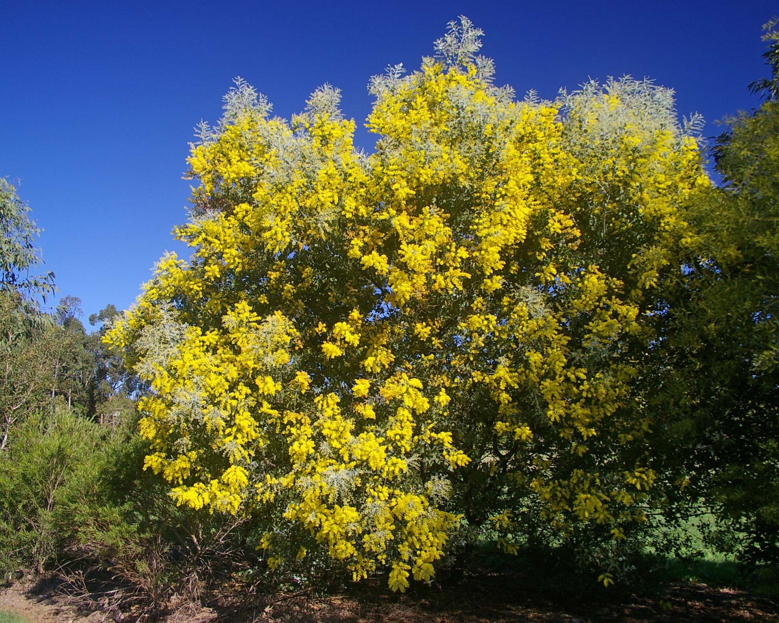 Acacia Podalyrifolia aka Queensland Silver Wattle 5 Seeds. Free Shipping!