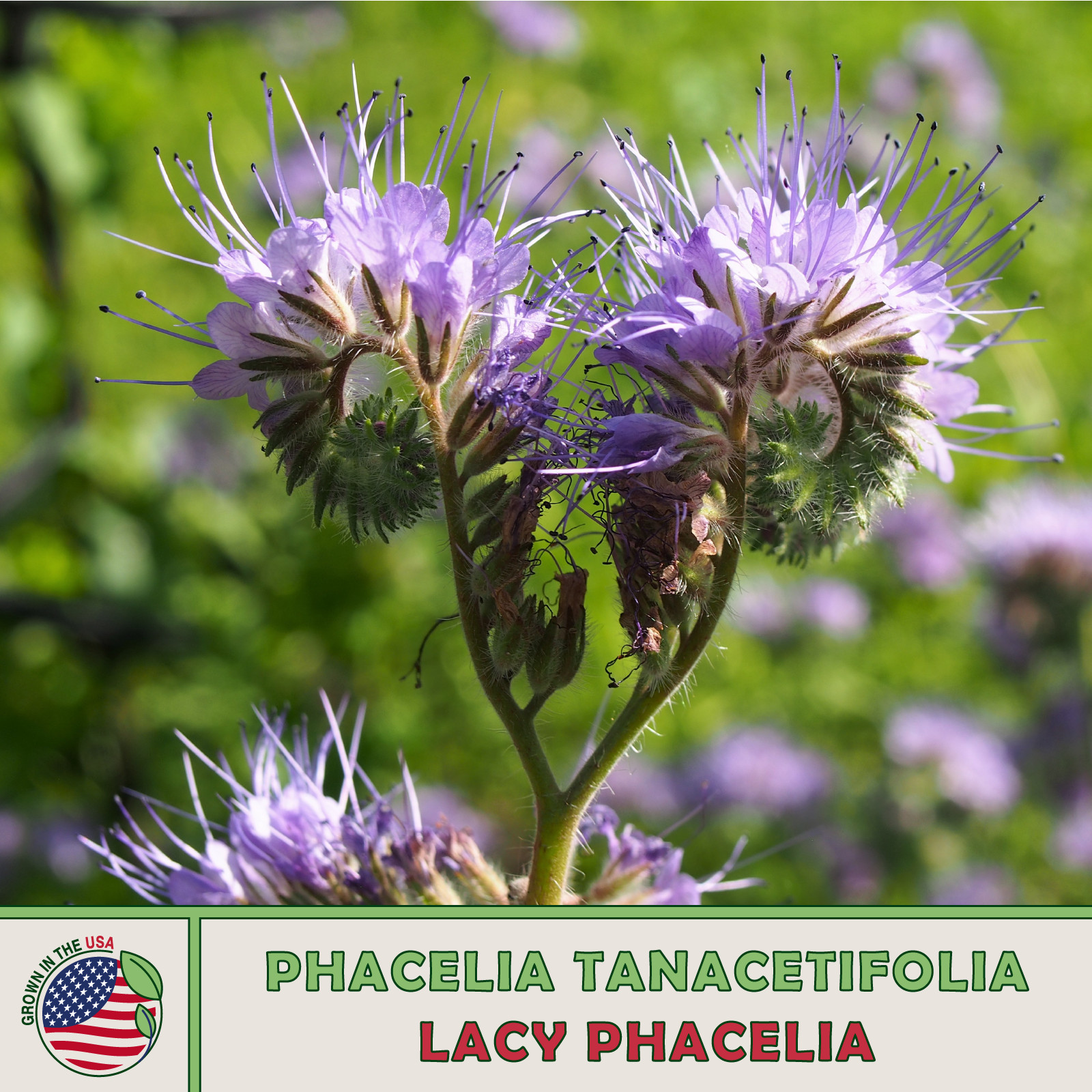 200 Lacy Phacelia Seeds, Phacelia tanacetifolia, Bee & Butterfly Attractor