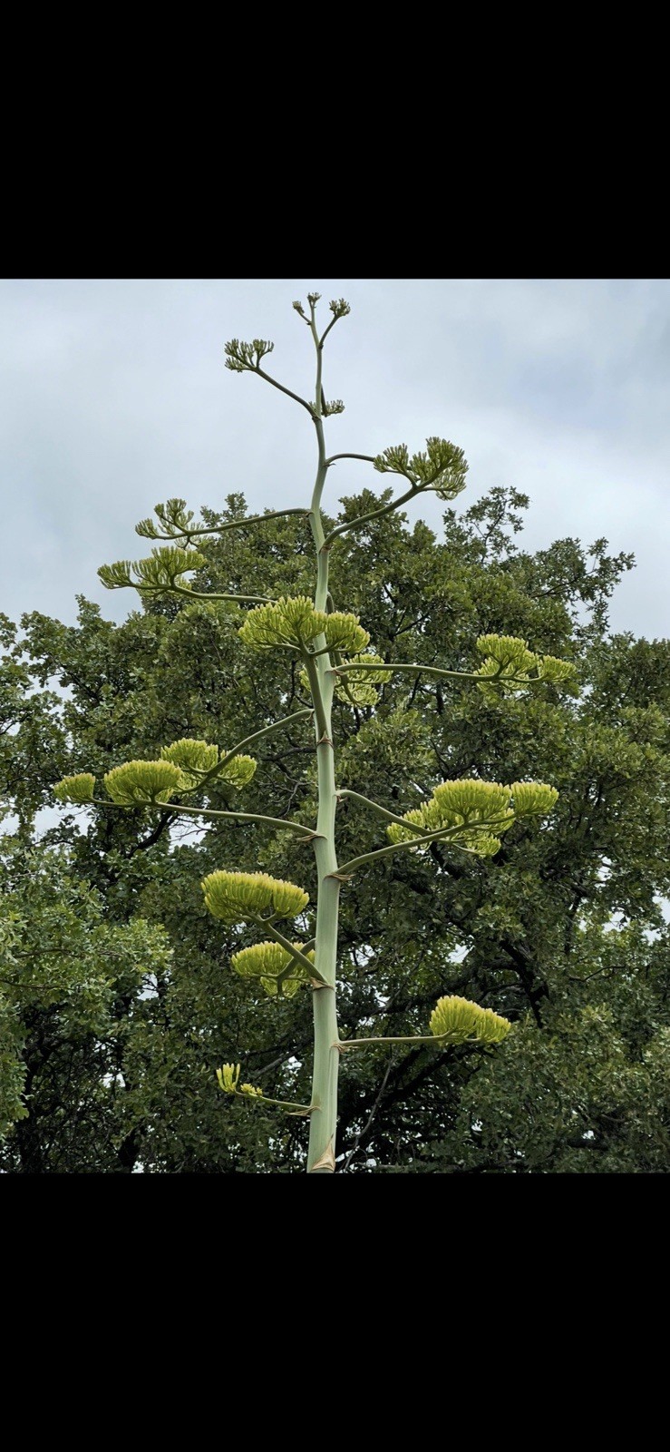 25 Seeds – Century Plant – Agave Americana – Freshly Picked 2025